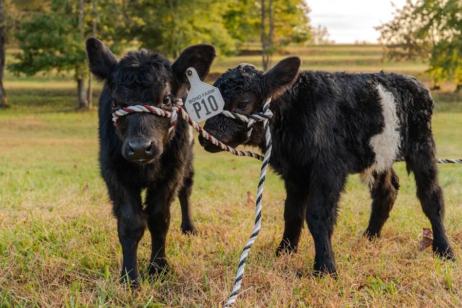 In the pasture, 144 Porter Road