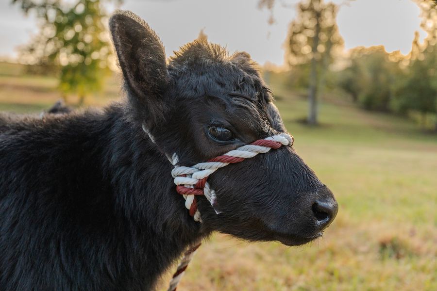 In the pasture, 144 Porter Road
